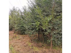 米径3～25公分南方红豆杉树 红豆杉 苗木基地大量