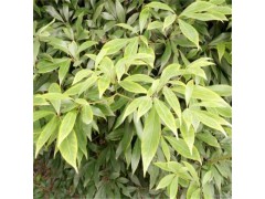 金丝楠木树苗 基地种植小苗 园林绿化苗木 现挖现发