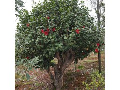 山茶花 苗木基地直营茶花 喜温暖 湿润 花朵漂亮 庭院路边种植