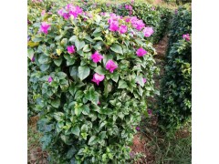 三角梅特色苗木种植基地 花色鲜艳 园林应用广泛盆栽观赏