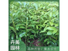 HM/卉美 苗圃直供楠木苗 高50 60公分16杯 品种齐全